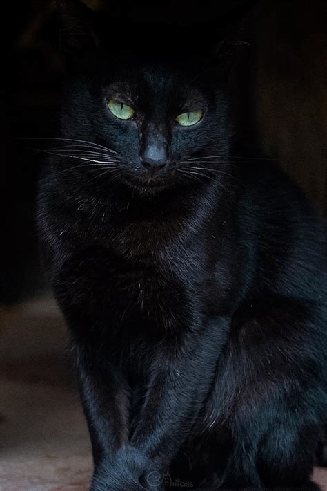 床頭可以掛什麼 看到黑猫代表什么